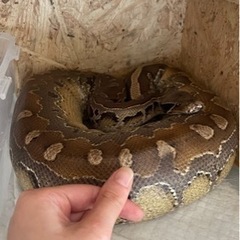 爬虫類飼育者のお友達が欲しい🥺 − 和歌山県