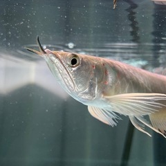 シルバーアロワナ ワイルド 約30cm