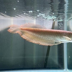 シルバーアロワナ ワイルド 約30cmの画像