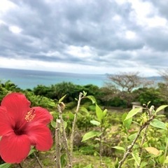 何かに頑張ってる人とお茶したいです(^^)