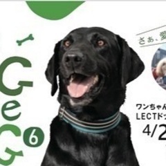 🟢LECT DOG GREETING🟢