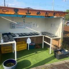 里山公園前　メダカ•ミジンコ　無人販売所　4/19