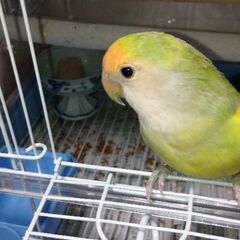 人懐こい小桜インコ