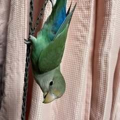 コザクラインコ