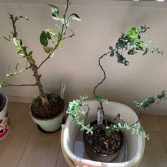みかんの苗木、ユーカリ苗木