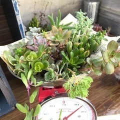【まだあります！】多肉植物　25種類詰め合わせの画像