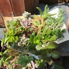 【まだあります！】多肉植物　25種類詰め合わせの画像