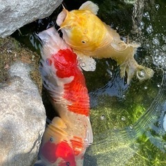 鯉　すみません条件変更しましたの画像