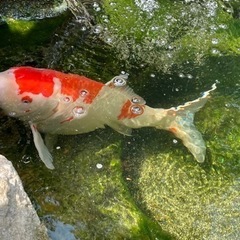 鯉　すみません条件変更しましたの画像