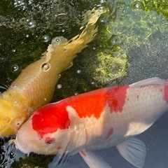 鯉　すみません条件変更しましたの画像