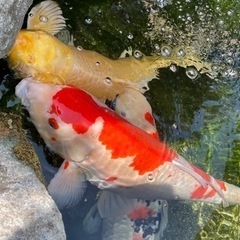 鯉　すみません条件変更しましたの画像