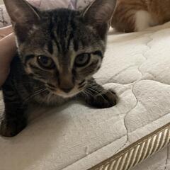 キジトラちゃん 3ヶ月 メス
