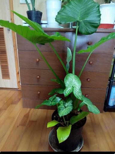 観葉植物B６