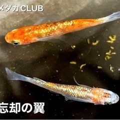 忘却の翼　有精卵　10個＋αの画像