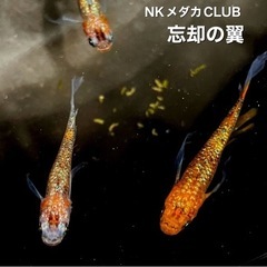 忘却の翼　有精卵　10個＋αの画像