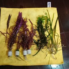 水草いろいろ(無農薬)