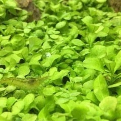ミナミヌマエビ