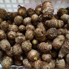 【値下げしました】里芋 約5kgの画像
