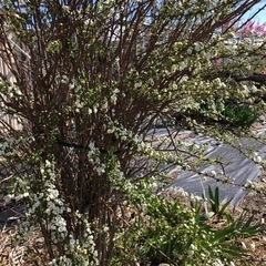 八重咲きのシジミバナの苗の画像