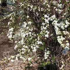 八重咲きのシジミバナの苗の画像