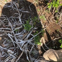 八重咲きのシジミバナの苗の画像