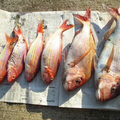 釣り友達　募集 - 伊万里市