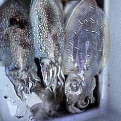 釣り体験しませんか？