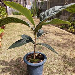 ビワの苗要りませんか？30cm位に育ったものです。