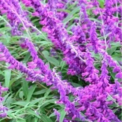 アメジストセージの大株　差し上げます。ハーブ•宿根草•苗•植木