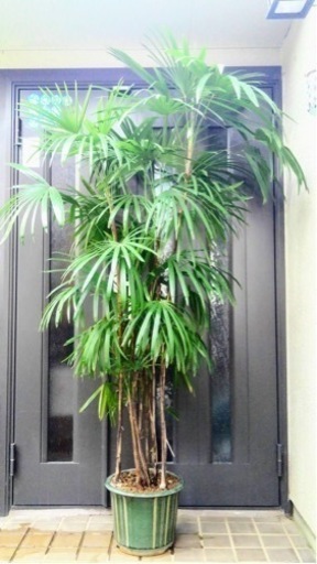 ☆彡棕櫚竹　シュロチク　8本立　観葉植物