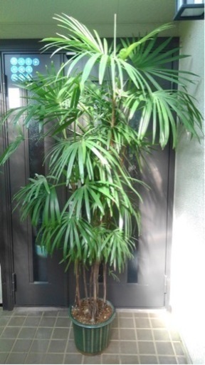☆彡棕櫚竹　シュロチク　8本立　観葉植物