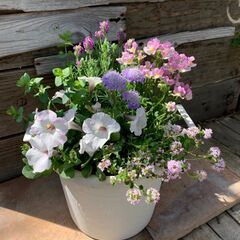 【花夢館】☆おでかけ！春の寄せ植え教室／イオンモール大垣店