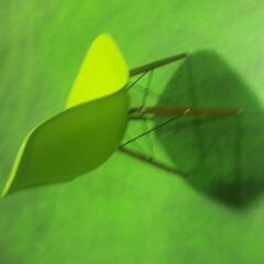 かわいいチェアですの画像