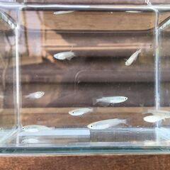 【商談中】メダカ 深海 若魚（25mm前後・未産卵）8匹の画像