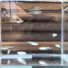 【商談中】メダカ 深海 若魚（25mm前後・未産卵）8匹の画像