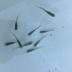 【商談中】メダカ 深海 若魚（25mm前後・未産卵）8匹の画像