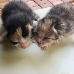 産まれたばかりの子猫です。