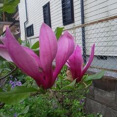 木蓮(シモクレン)🟣紫色❗️の画像