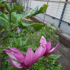 木蓮(シモクレン)🟣紫色❗️の画像