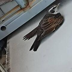 怪我した野鳥がベランダに舞い込んで困ってます～💦
