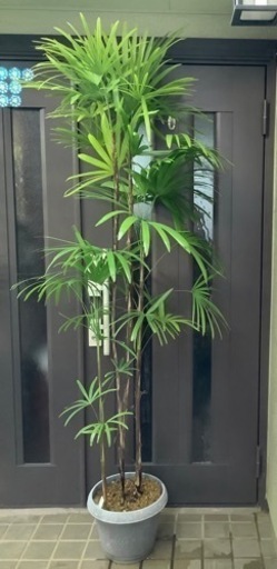 ☆彡棕櫚竹（シュロ竹）　観葉植物　5本立ち丈高