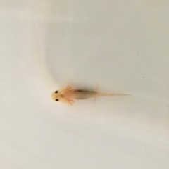 ウーパールーパー　