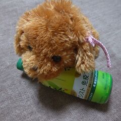 トイプードル　かわいいワンちゃん　動いたり鳴いたり甘えたり