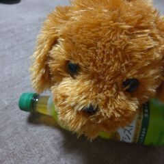 トイプードル　かわいいワンちゃん　動いたり鳴いたり甘えたりの画像