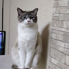 里親さんが決まりました。ありがとうございました。