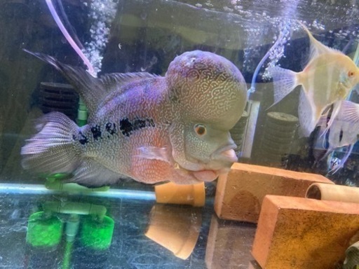 熱帯魚,大型熱帯魚　フラワーホン,水槽、淡水魚、ディスカス、エンゼルフィッシュ