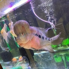 熱帯魚,大型熱帯魚　フラワーホン,水槽、淡水魚、ディスカス、エン...