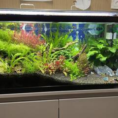 お持ち帰り90cm水槽アクアリュウム台もフルセットですの画像