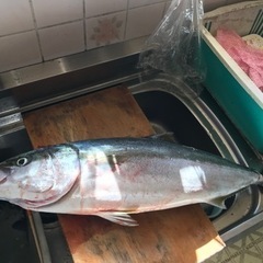 釣り仲間募集(´ᴖωᴖ｀) - メンバー募集