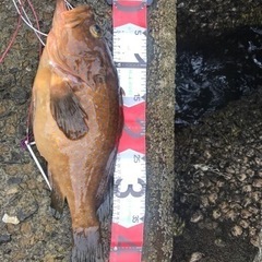 釣り仲間募集(´ᴖωᴖ｀) − 愛媛県